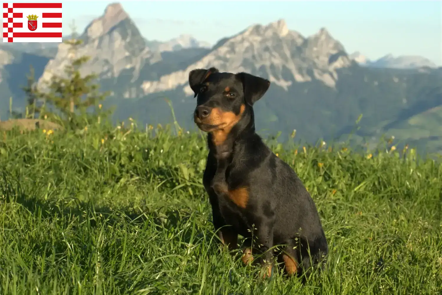 Lee más sobre el artículo Criador de Terrier Alemán de Caza y Cachorros en Bremen