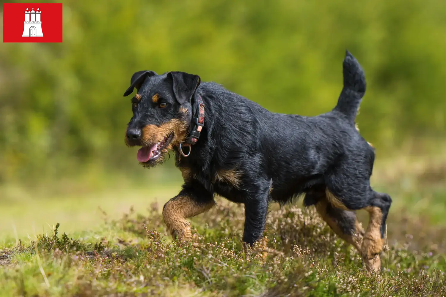 Lee más sobre el artículo Criador de Terrier Alemán de Caza y Cachorros en Hamburgo