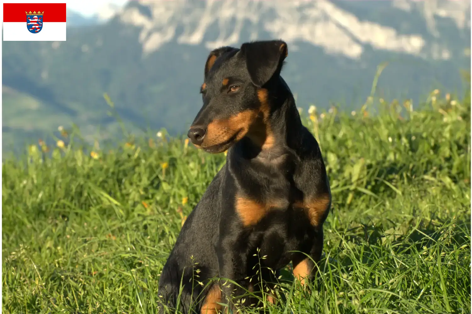 Lee más sobre el artículo Criadores de Terrier de caza alemán y cachorros en Hessen