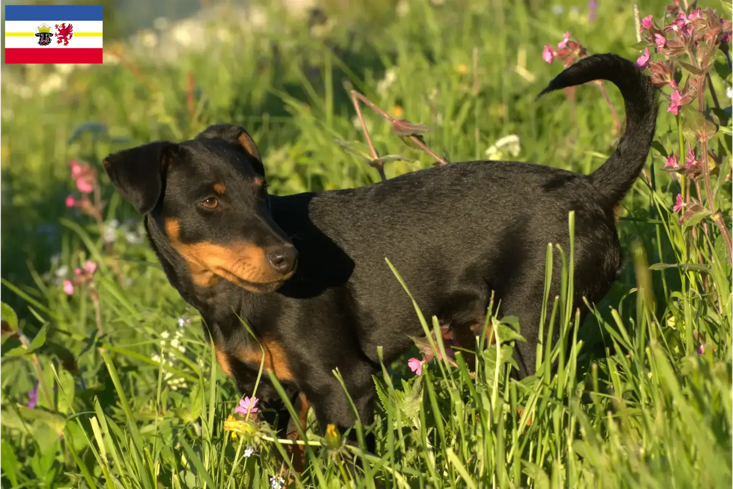 Lee más sobre el artículo Criadores de Terrier Alemán de Caza y cachorros en Mecklemburgo-Pomerania Occidental