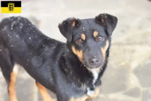 Lee más sobre el artículo Criadores de Terrier de caza alemán y cachorros en Baden-Württemberg