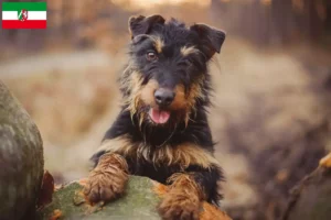 Lee más sobre el artículo Criadores de Terrier de caza alemán y cachorros en Renania del Norte-Westfalia