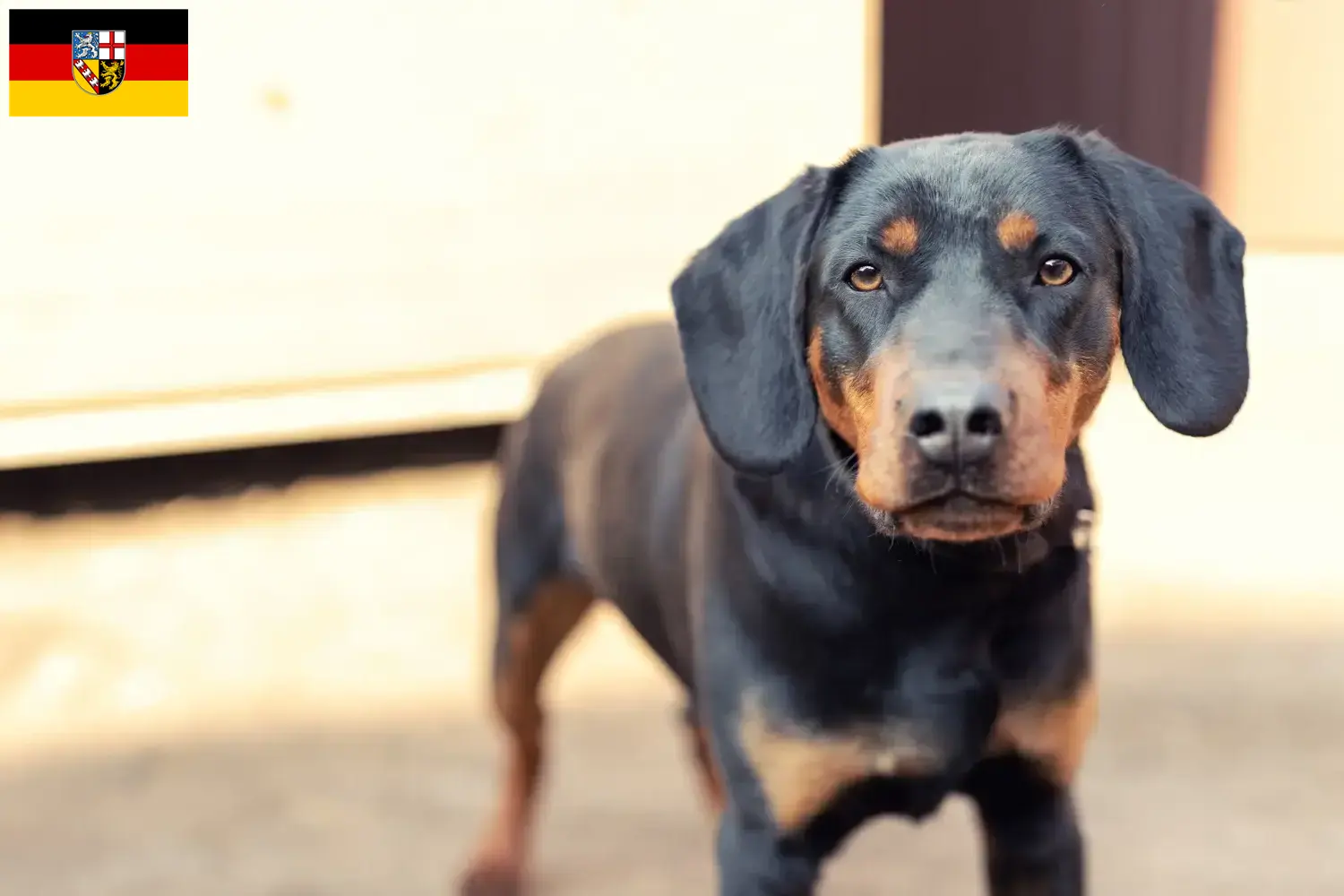 Lee más sobre el artículo Criadores de Terrier de caza alemán y cachorros en Sarre