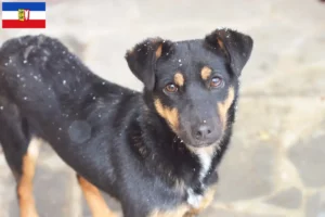 Lee más sobre el artículo Criadores de Terrier Alemán de Caza y cachorros en Schleswig-Holstein