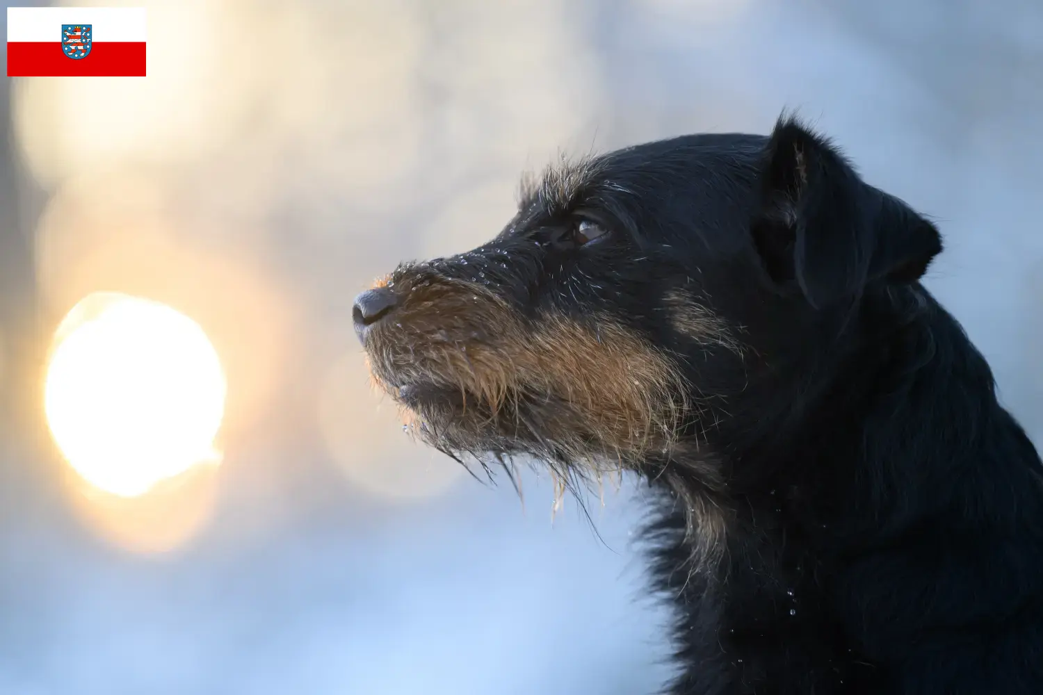 Lee más sobre el artículo Criadores de Terrier de caza alemán y cachorros en Turingia