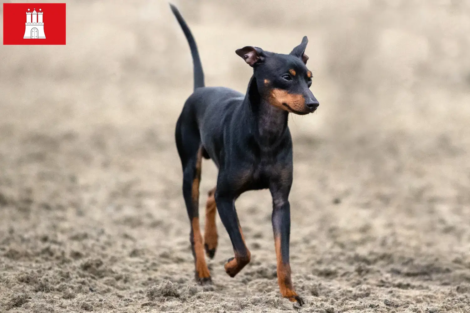 Lee más sobre el artículo Criadores de Toy Terrier Inglés y cachorros en Hamburgo