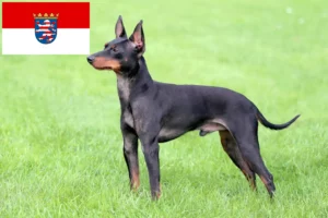 Lee más sobre el artículo Criadores de Toy Terrier Inglés y cachorros en Hessen