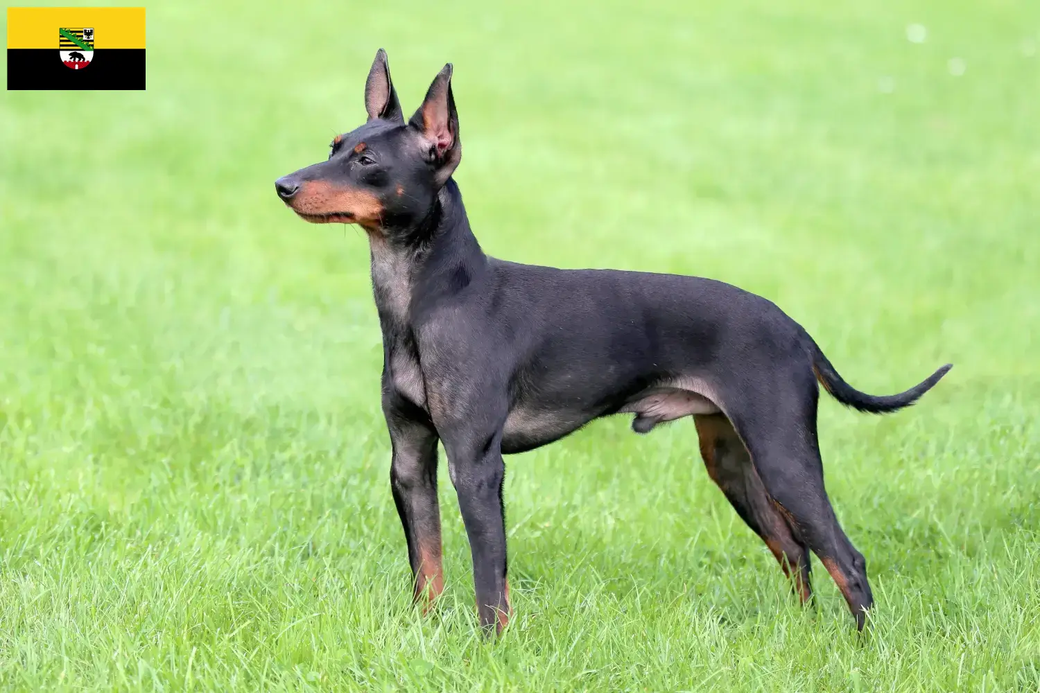 Lee más sobre el artículo Criadores de Toy Terrier inglés y cachorros en Sajonia-Anhalt