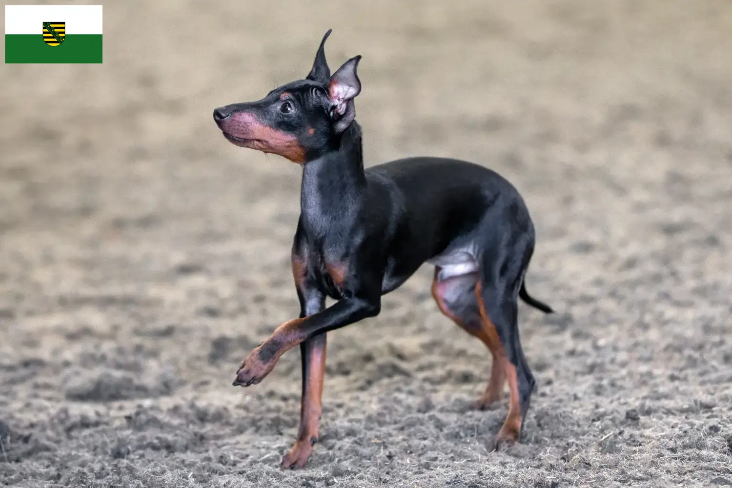 Lee más sobre el artículo Criadores de Toy Terrier inglés y cachorros en Sajonia