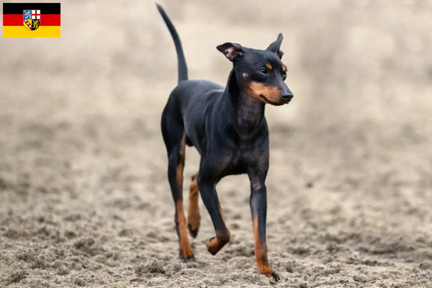 Lee más sobre el artículo Criadores de Toy Terrier inglés y cachorros en Sarre