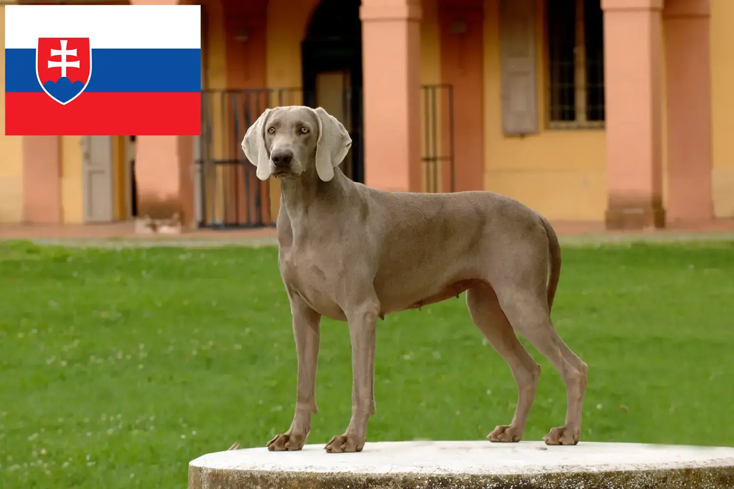 Lee más sobre el artículo Criadores de Weimaraner y cachorros en Eslovaquia