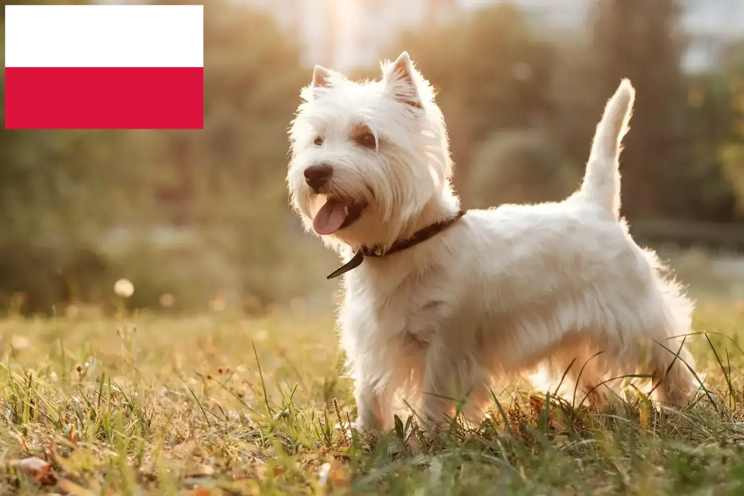 Lee más sobre el artículo Criadores y cachorros de Westie en Polonia