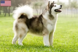 Lee más sobre el artículo Criadores y cachorros de Alaskan Malamute en EE.UU.