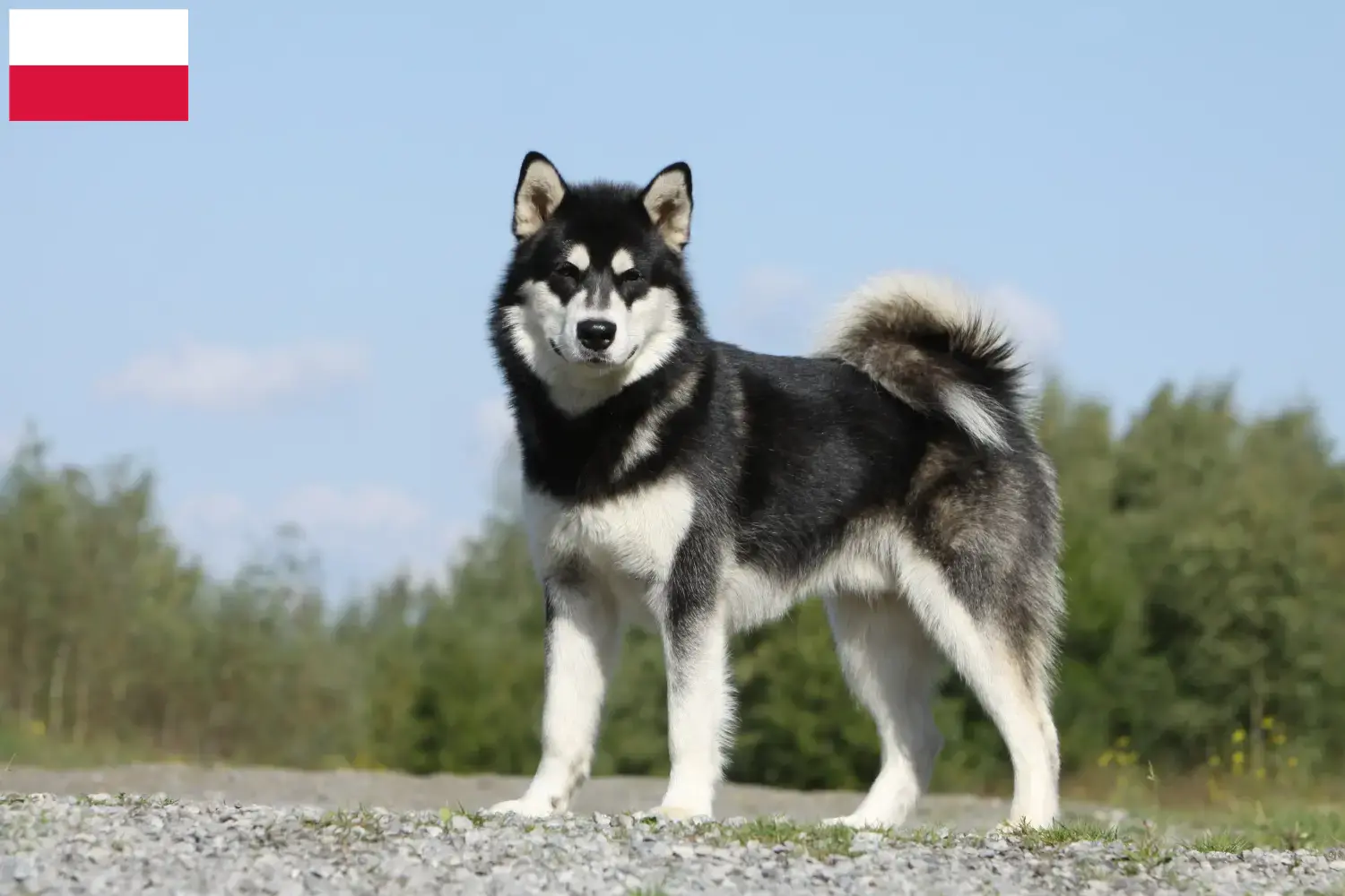 Lee más sobre el artículo Criadores y cachorros de Alaskan Malamute en Polonia