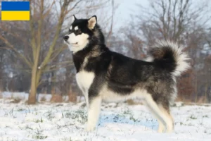 Lee más sobre el artículo Criadores y cachorros de Alaskan Malamute en Ucrania