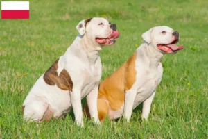 Lee más sobre el artículo Criadores de Bulldog Americano y cachorros en Polonia