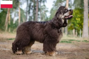 Lee más sobre el artículo Criadores de Cocker Spaniel Americano y cachorros en Polonia