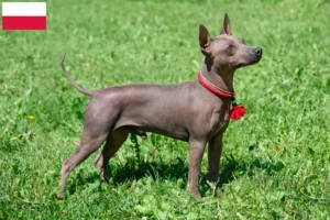 Lee más sobre el artículo Criadores y cachorros de American Hairless Terrier en Polonia