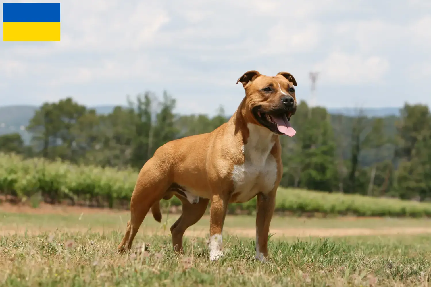 Lee más sobre el artículo Criadores y cachorros de American Staffordshire Terrier en Ucrania