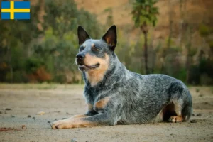 Lee más sobre el artículo Criadores de perros boyeros australianos y cachorros en Suecia