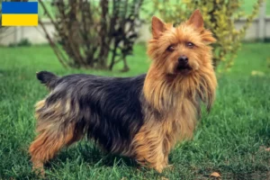 Lee más sobre el artículo Criadores y cachorros de Australian Terrier en Ucrania