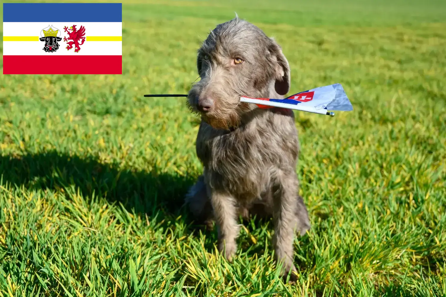 Lee más sobre el artículo Criadores y cachorros de Slovakian Rough Beard en Mecklemburgo-Pomerania Occidental