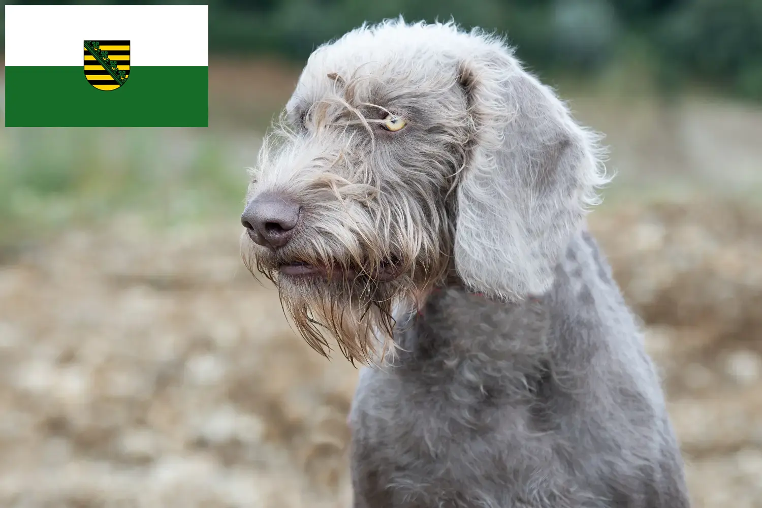 Lee más sobre el artículo Criadores y cachorros de Slovakian Rough Beard en Sajonia