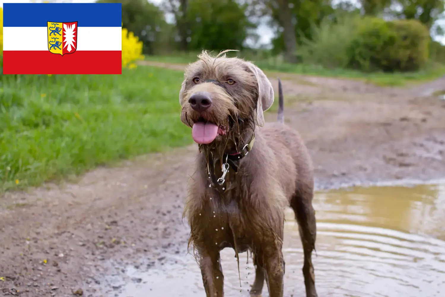 Lee más sobre el artículo Criadores y cachorros de Slovakian Rough Beard en Schleswig-Holstein