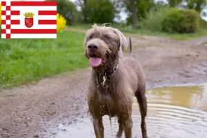 Lee más sobre el artículo Criador de barba áspera eslovaca y cachorros en Bremen