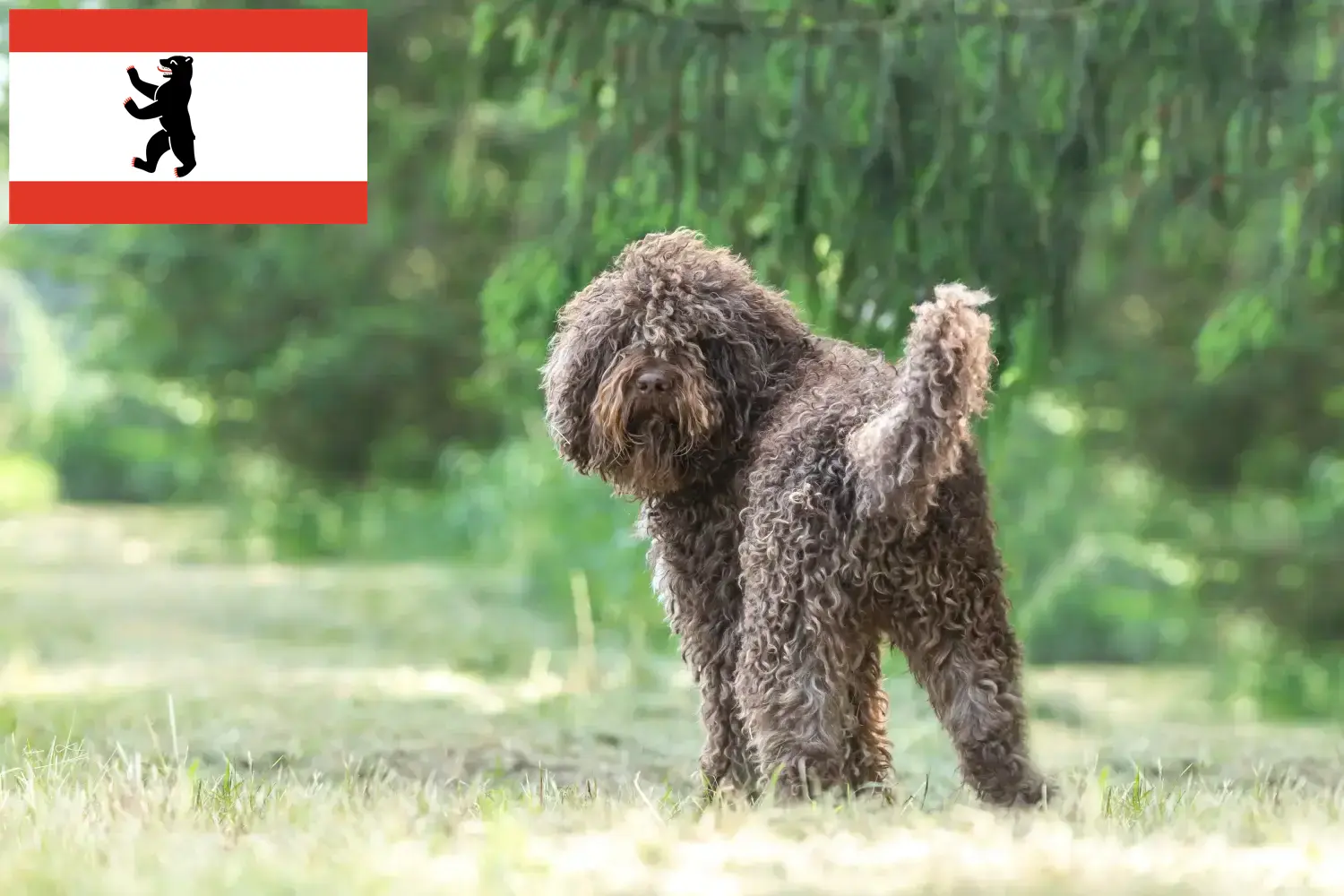 Lee más sobre el artículo Criadores de Barbet y cachorros en Berlín