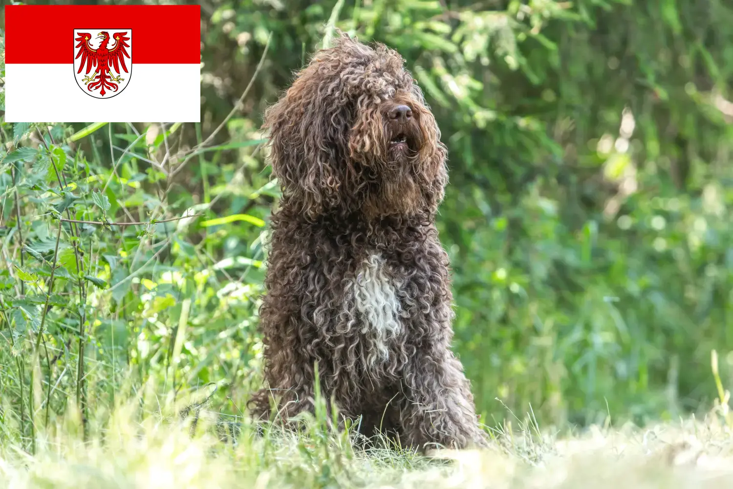 Lee más sobre el artículo Criadores de Barbet y cachorros en Brandenburgo