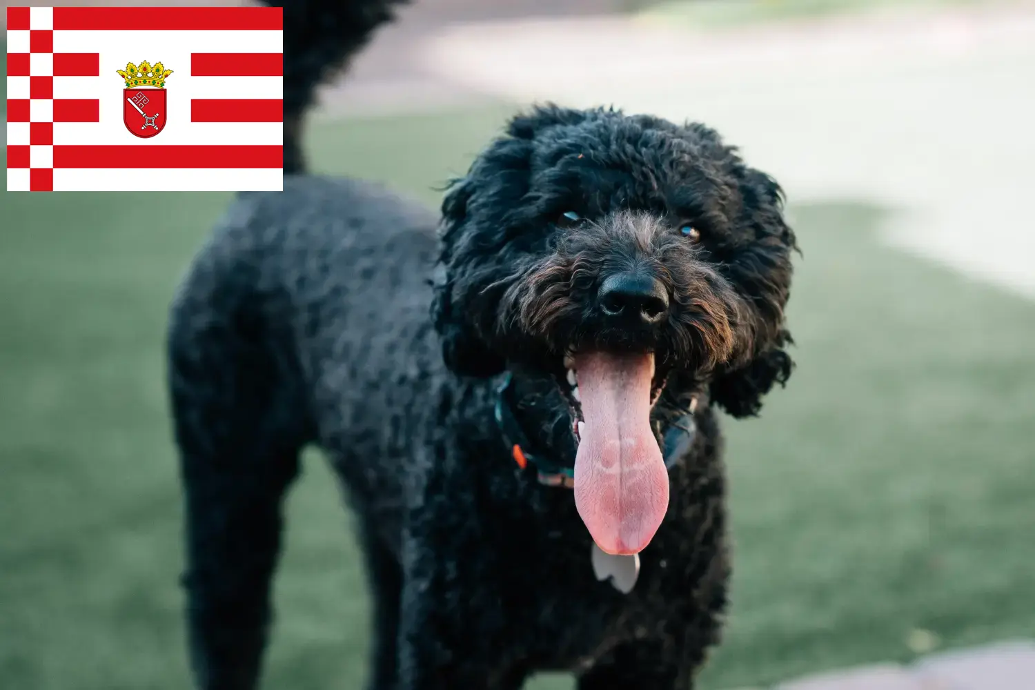 Lee más sobre el artículo Criadores de Barbet y cachorros en Bremen