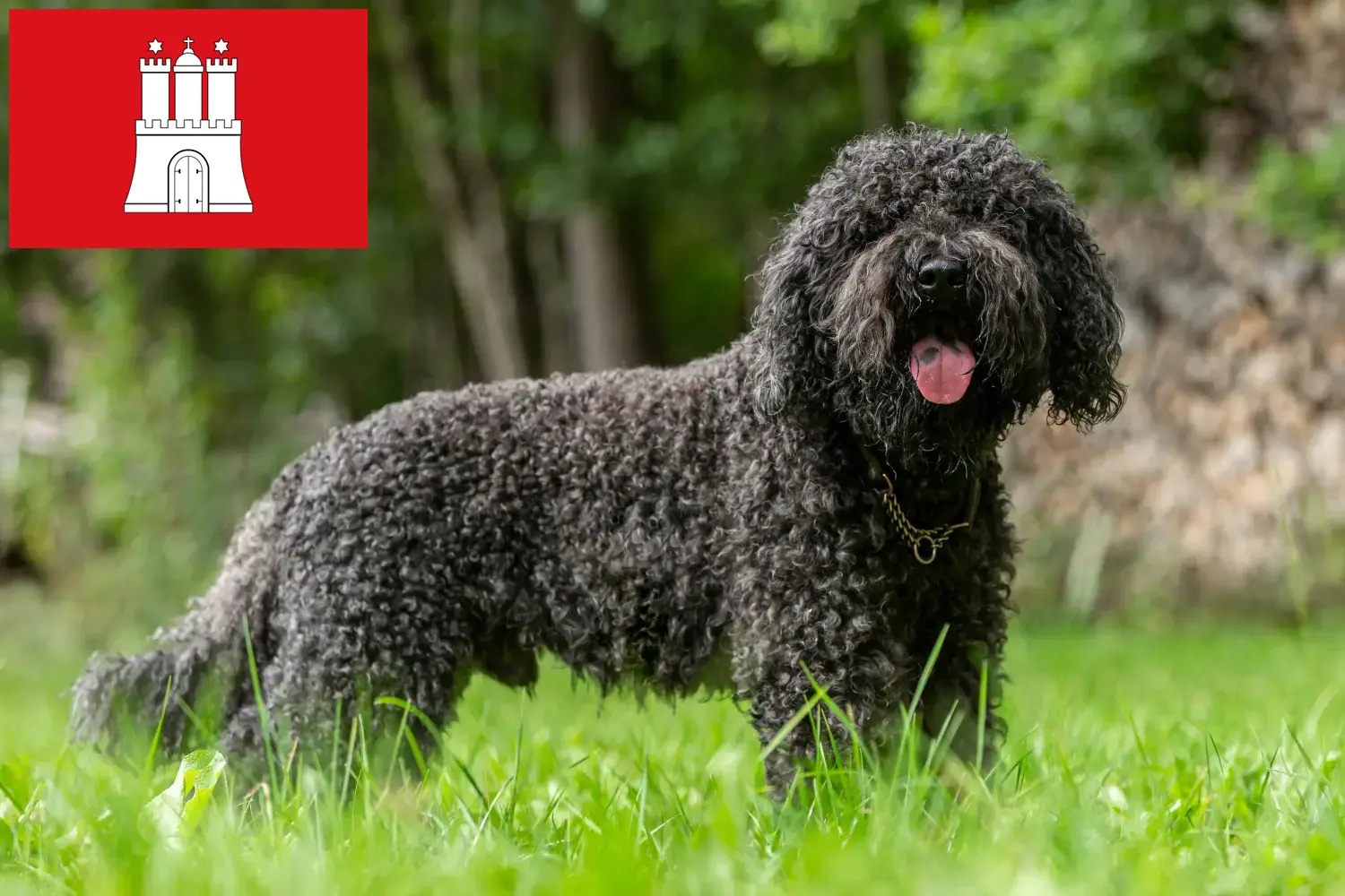 Lee más sobre el artículo Criadores de Barbet y cachorros en Hamburgo