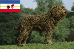 Lee más sobre el artículo Criadores de Barbet y cachorros en Mecklemburgo-Pomerania Occidental