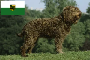 Lee más sobre el artículo Criadores de Barbet y cachorros en Sajonia