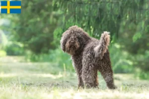 Lee más sobre el artículo Criadores de Barbet y cachorros en Suecia