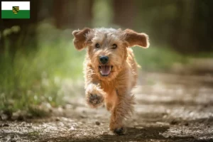 Lee más sobre el artículo Basset fauve de Bretagne criadores y cachorros en Sajonia