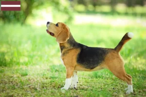 Lee más sobre el artículo Criadores de Beagle y cachorros en Letonia