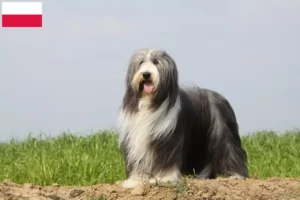 Lee más sobre el artículo Criadores de Bearded Collie y cachorros en Polonia