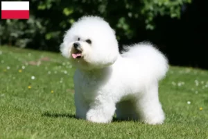 Lee más sobre el artículo Criadores de Bichon Frisé y cachorros en Polonia