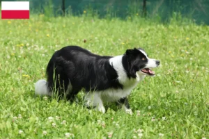 Lee más sobre el artículo Criadores de Border Collie y cachorros en Polonia