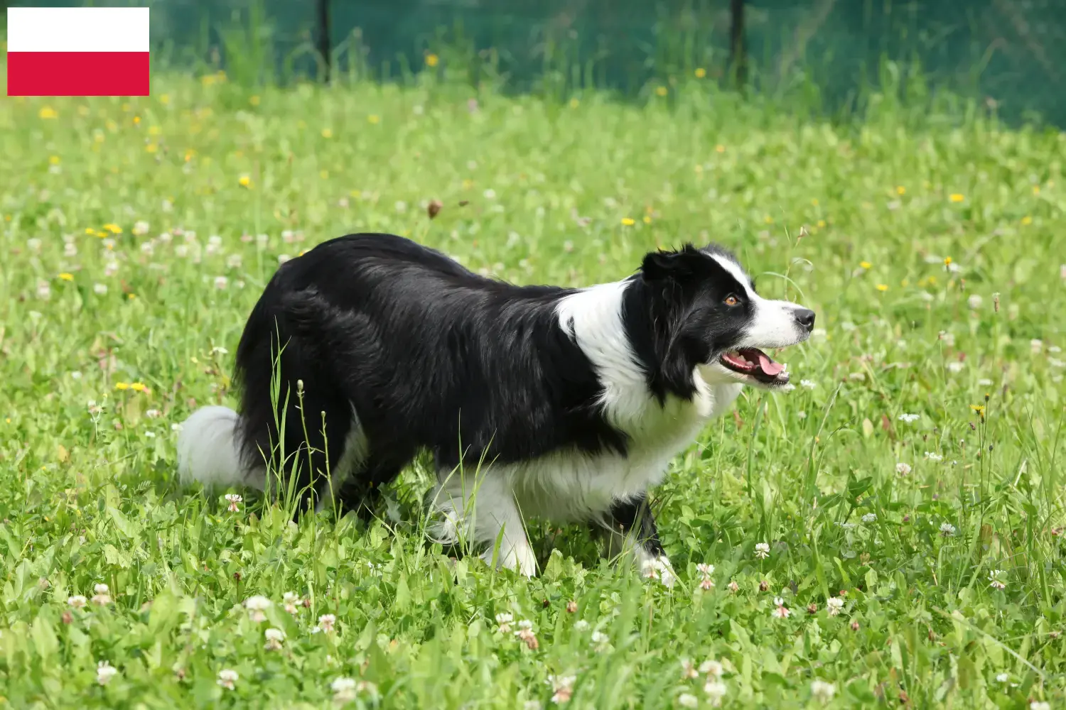 Lee más sobre el artículo Criadores de Border Collie y cachorros en Polonia