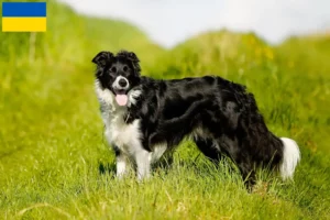 Lee más sobre el artículo Criadores de Border Collie y cachorros en Ucrania