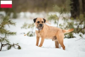 Lee más sobre el artículo Criadores y cachorros de Border Terrier en Polonia