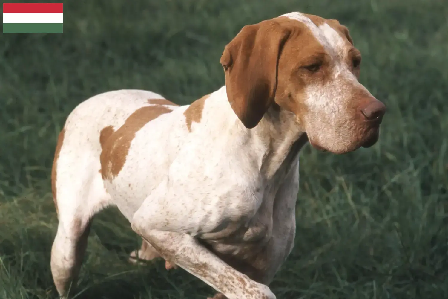 Lee más sobre el artículo Criadores y cachorros de Braque de l’Ariège en Hungría