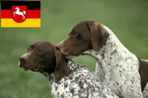 Lee más sobre el artículo Criadores y cachorros de Braque français tipo Pyrénées en Baja Sajonia