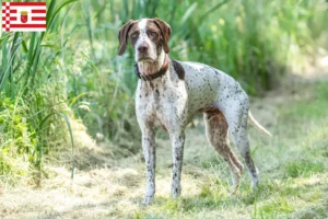 Lee más sobre el artículo Braque français tipo Pyrénées criadores y cachorros en Bremen