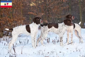 Lee más sobre el artículo Criadores y cachorros de Braque français tipo Pyrénées en Mecklemburgo-Pomerania Occidental