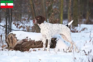 Lee más sobre el artículo Criadores y cachorros de Braque français tipo Pyrénées en Renania del Norte-Westfalia