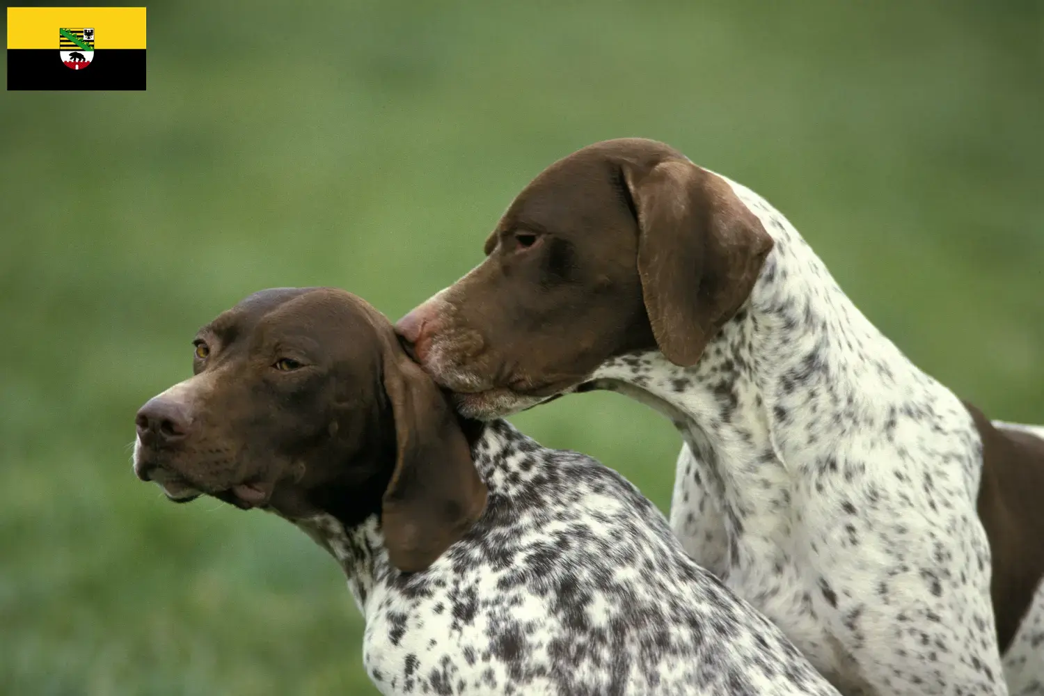 Lee más sobre el artículo Criadores y cachorros de Braque français tipo Pyrénées en Sajonia-Anhalt